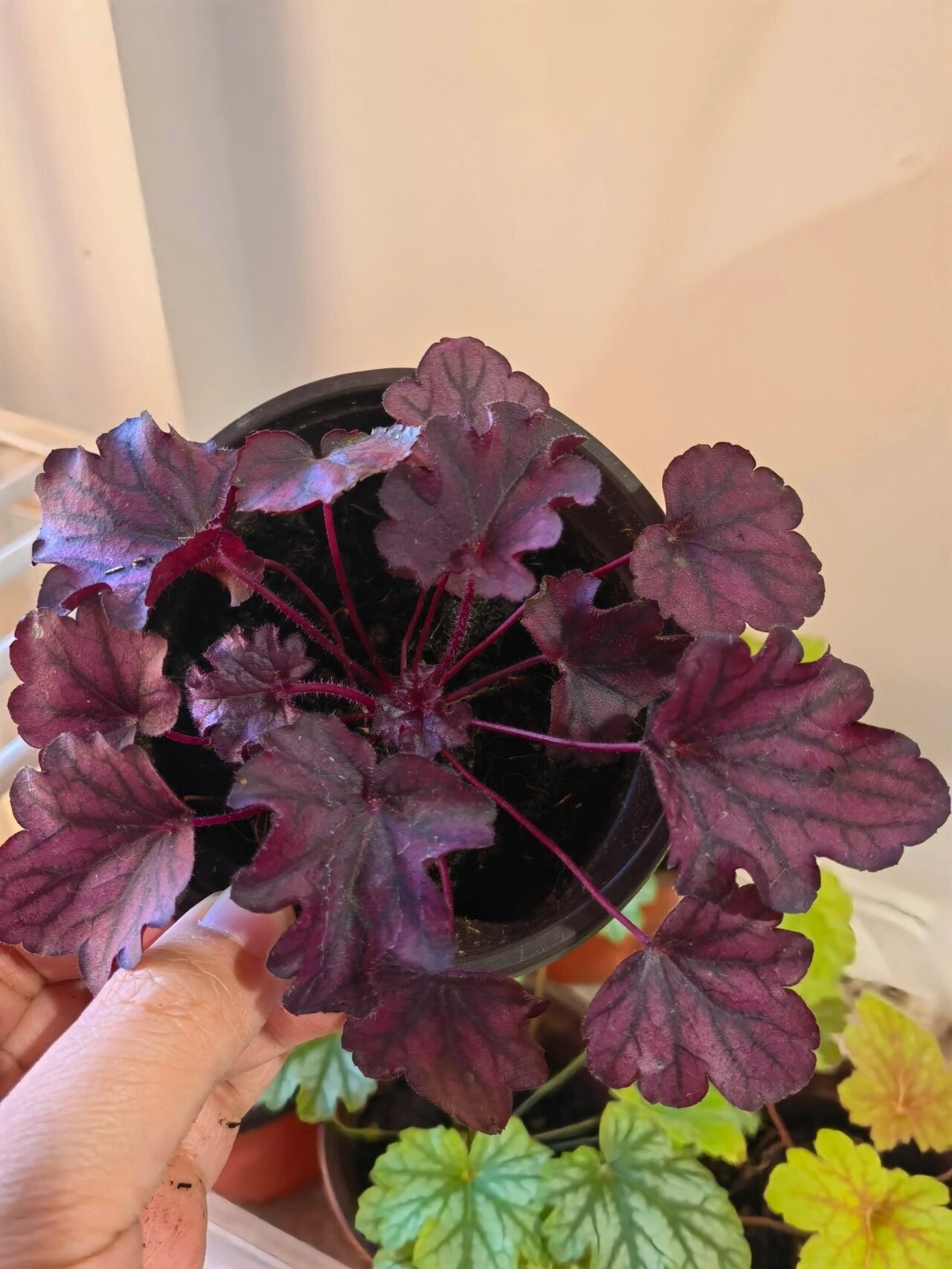 入了6盆矾根,看看能活下来几盆 图2-5分别是巴黎,永恒紫,红色警戒,电