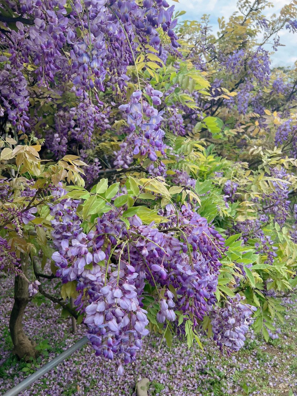 據說是台灣最大的超美紫藤花 想去日本看巨根紫藤花00