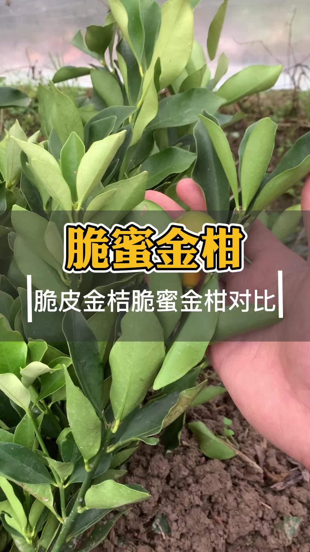 脆皮金桔介绍图片