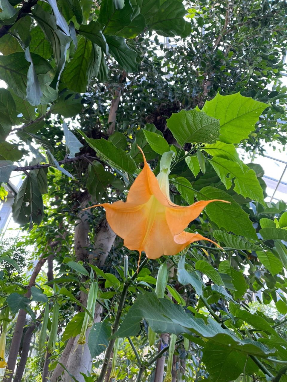 11.25木本曼陀罗 木本曼陀罗(学名:datura arborea l.