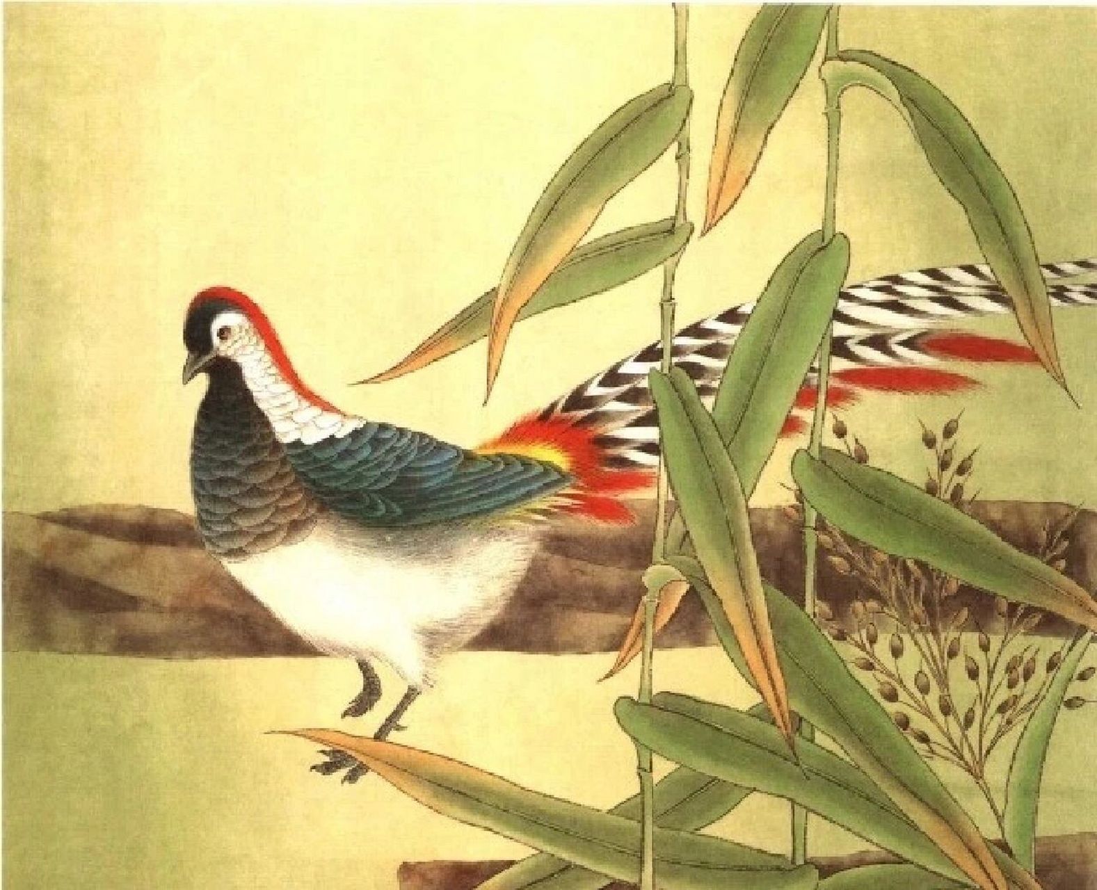 工笔画步骤分享(锦鸡的画法) 锦鸡有红腹锦鸡和白腹锦鸡之分.