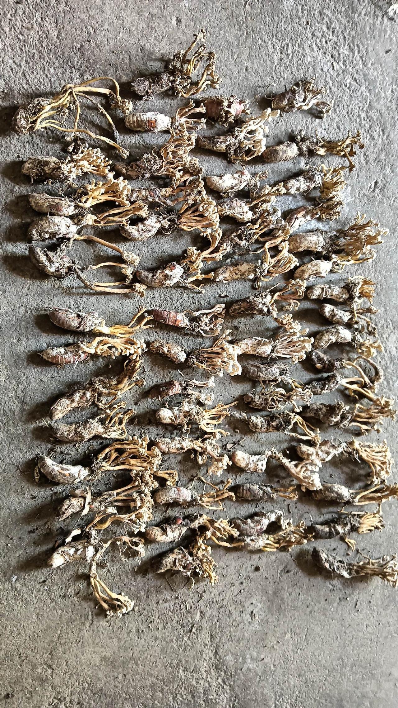 该怎么处理呢大自然的馈赠 山货 野生菌 金蝉花虫草