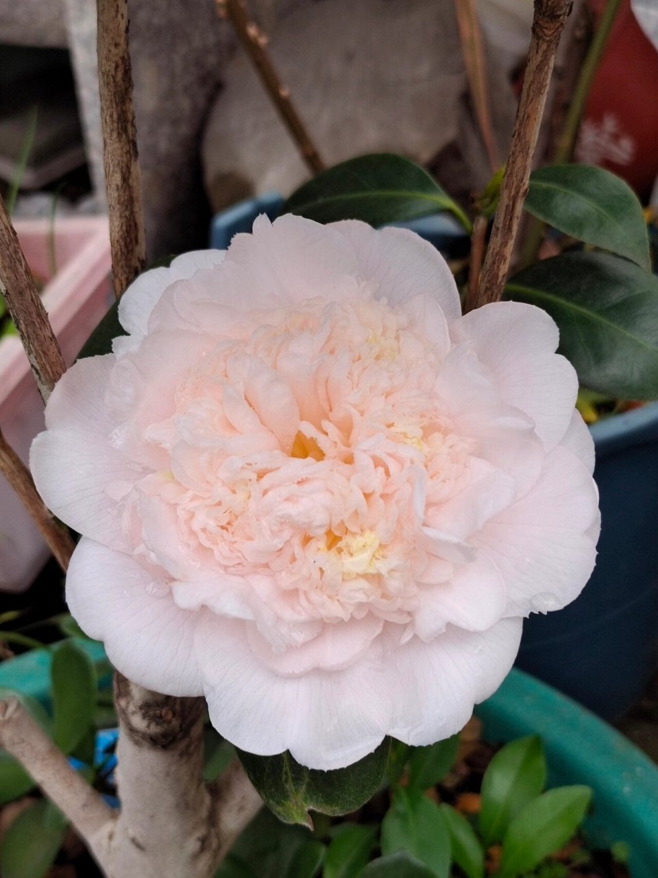 戴氏之歌茶花 戴氏真的又大又好看,名不虚传