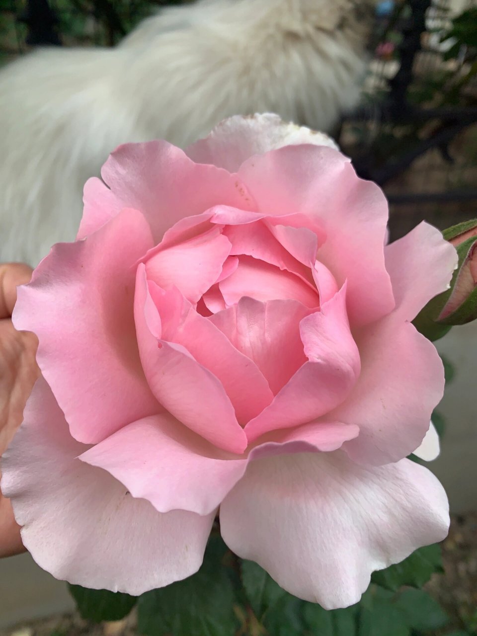 康斯坦茨,亚伯,谢莉尔,翠鸟,思念,海神王 今日的月季颜色都粉嫩粉嫩