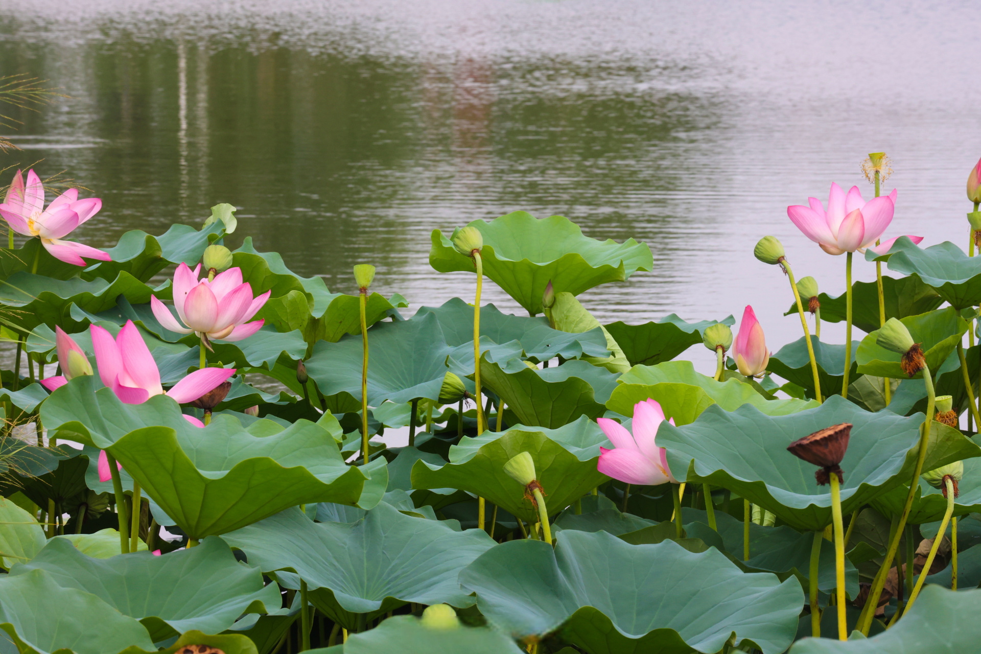 夏天来了来开封# 8月1日,西北湖湿地公园夏景如画,不少市民,游客前来