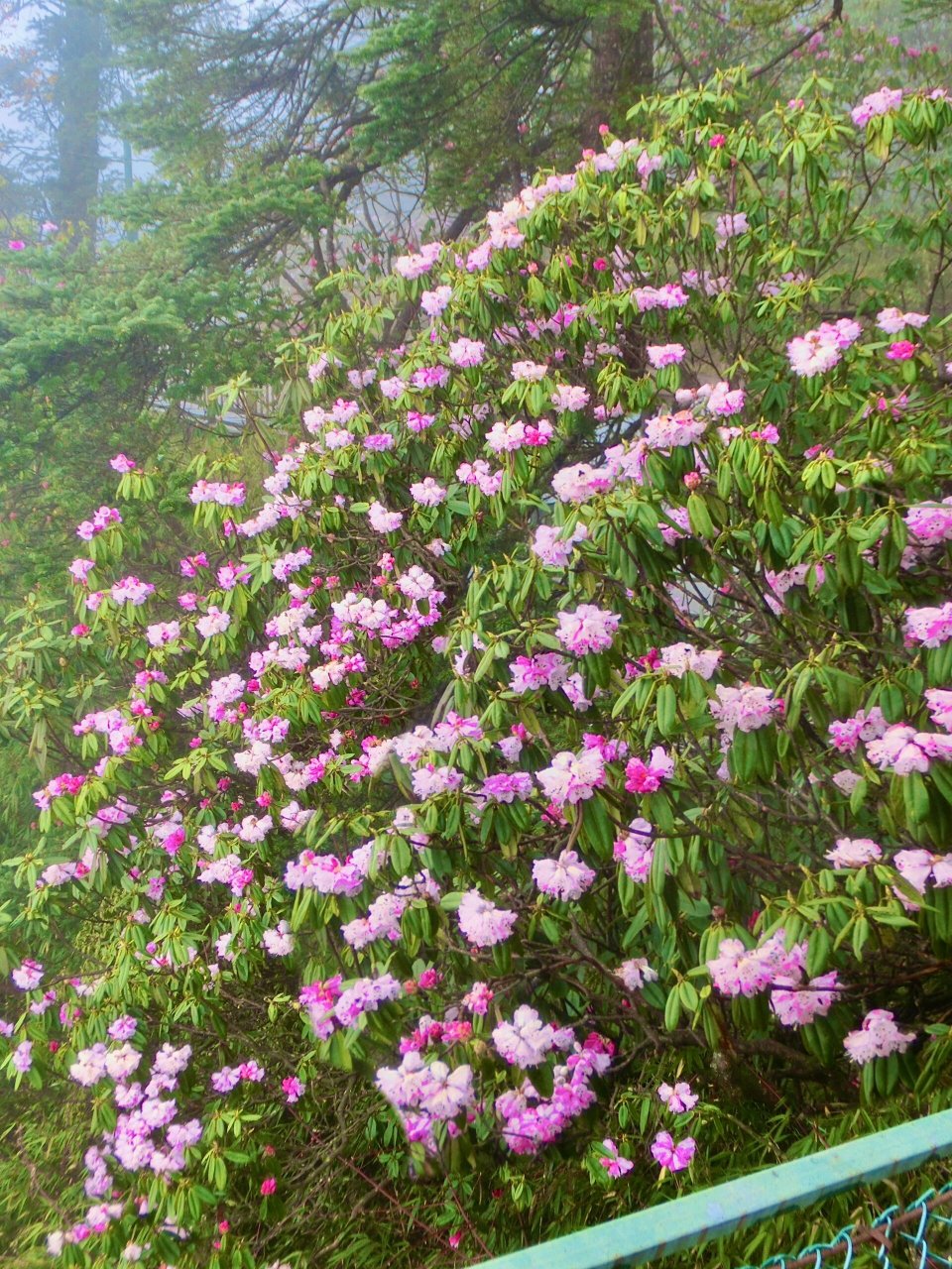 成都周边游|瓦屋山杜鹃花盛开94吸氧好去处 冬天去瓦屋山看雪76