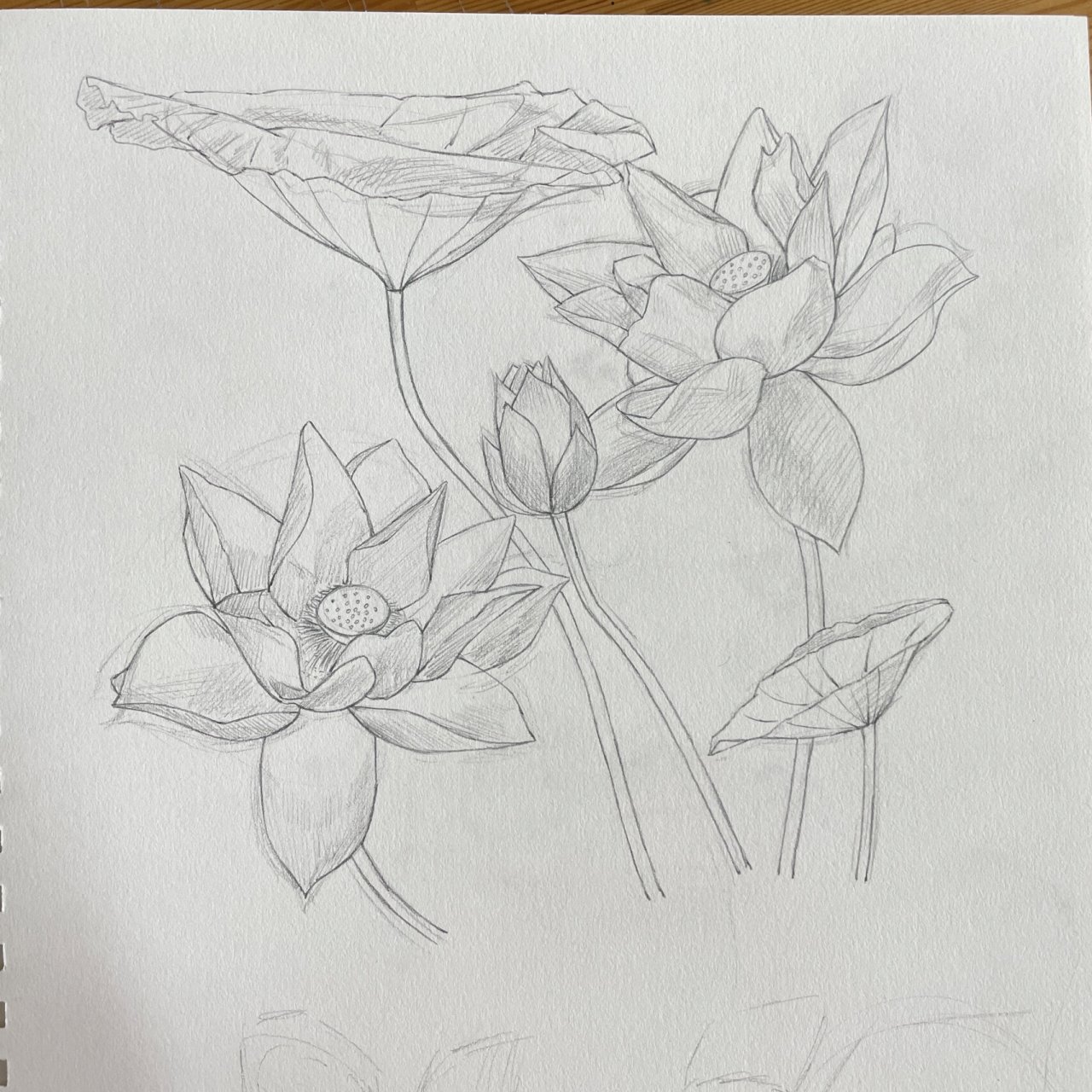 花卉变形设计 图案设计第一节课作业 花卉变形