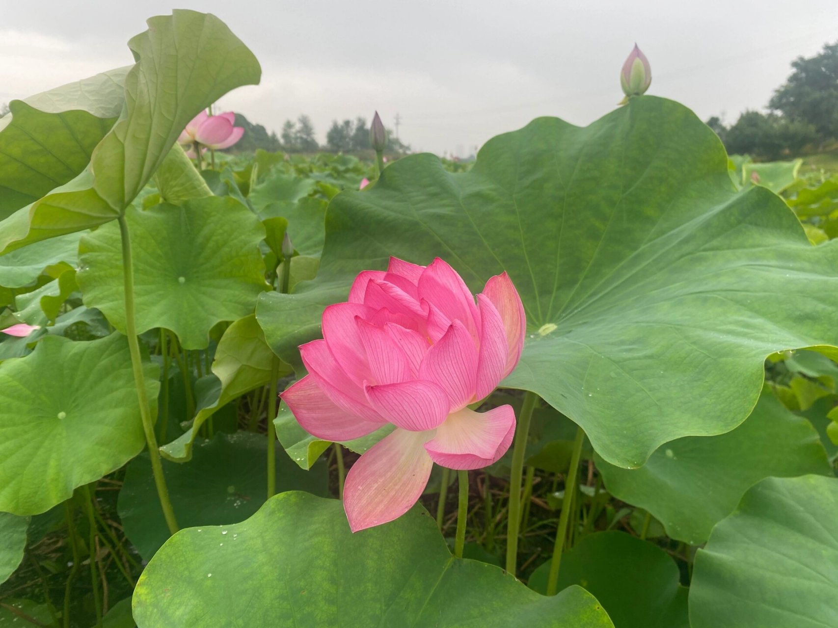 永川十里荷香(端午家庭游好去处) #亲子游# #夏日荷花# #荷花# #睡莲