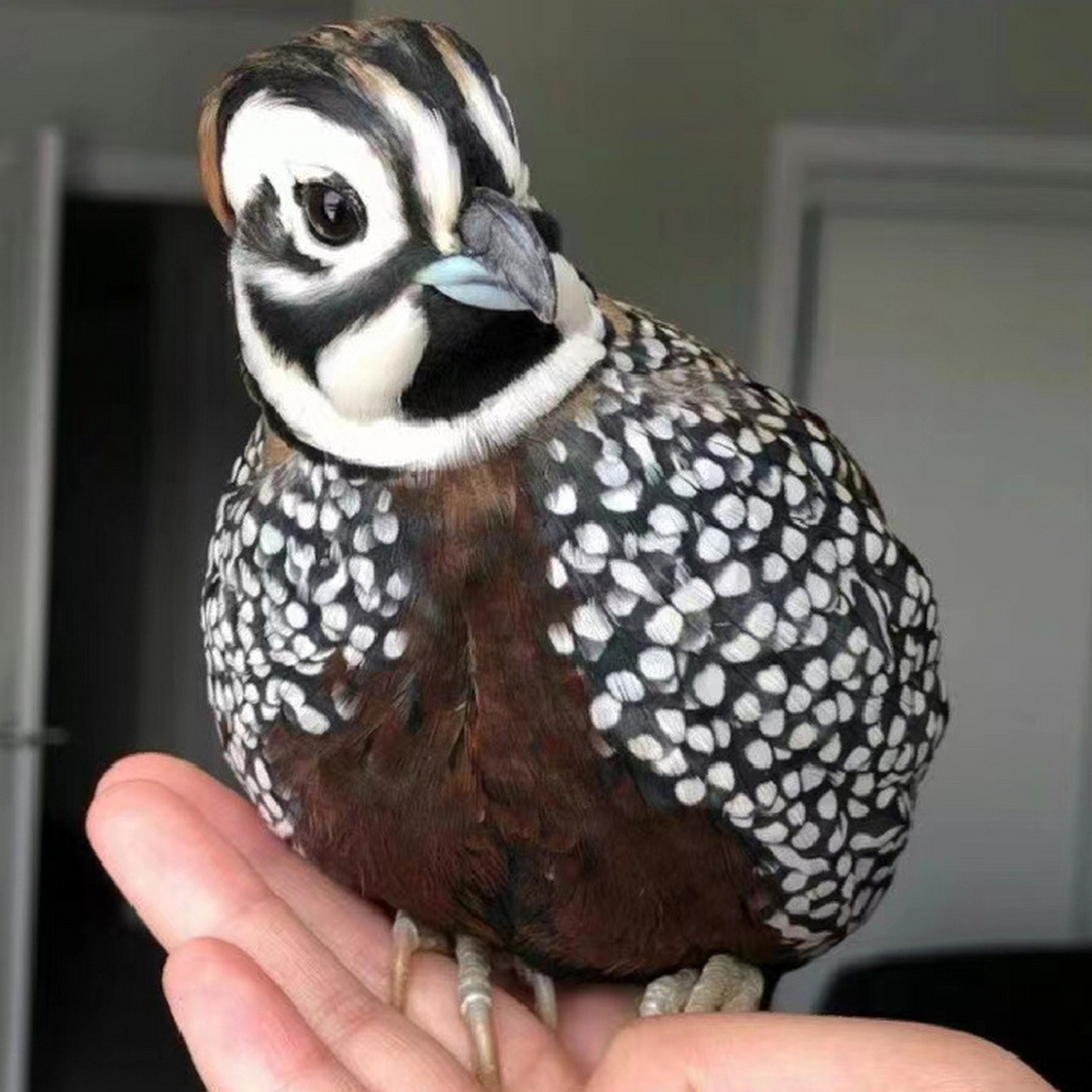 最美小鹌鹑——彩鹑     别名蒙特祖玛彩鹑,京剧脸,大背头,圆圆的身子