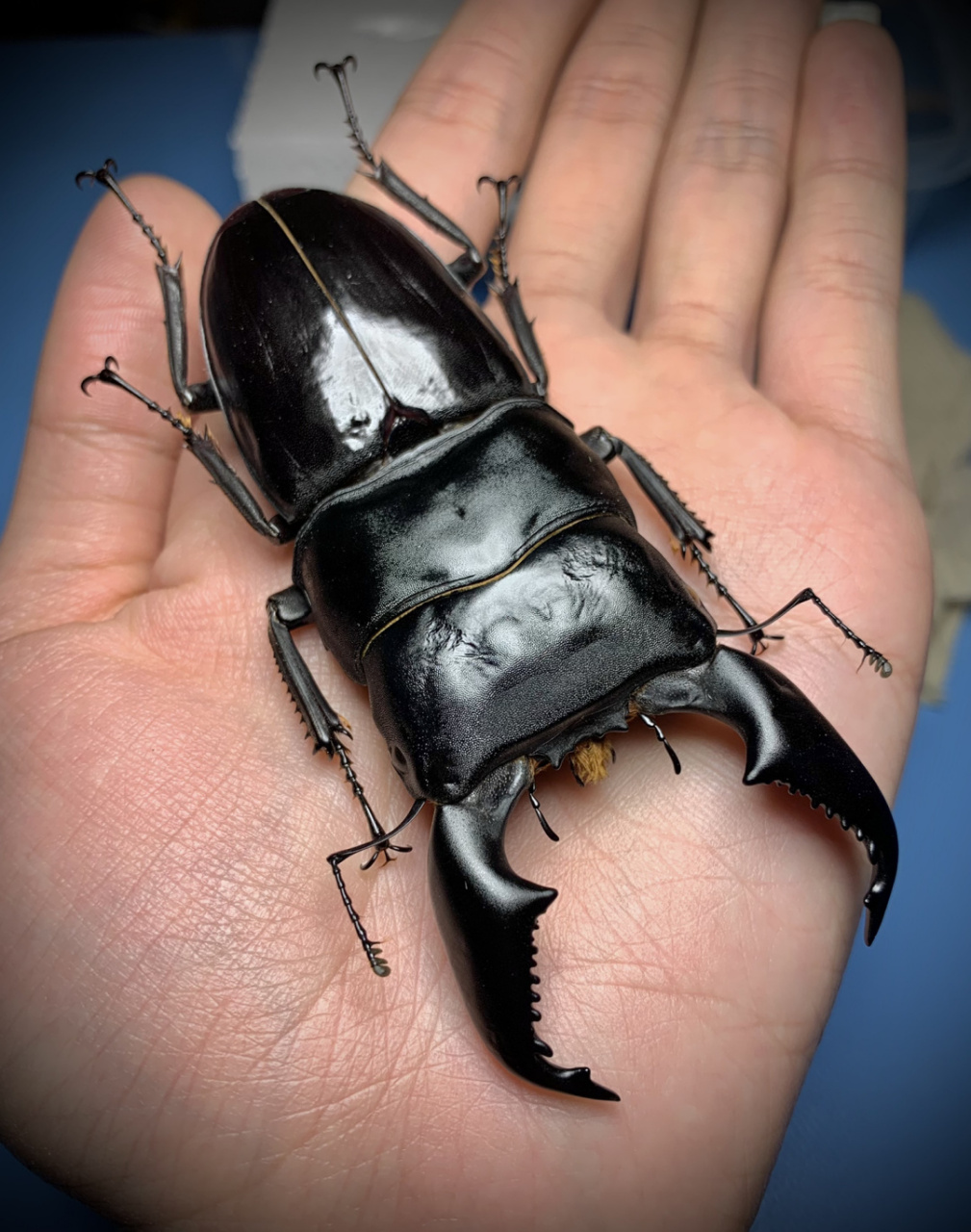 一只大个头比例很不错的苏[害羞]#标本# #甲虫# #锹甲# #苏门答腊巨扁