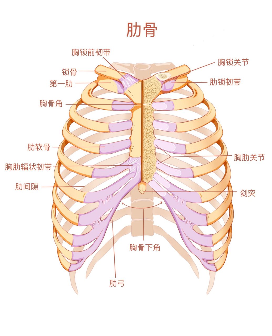 人体肋骨分布图及名称图片