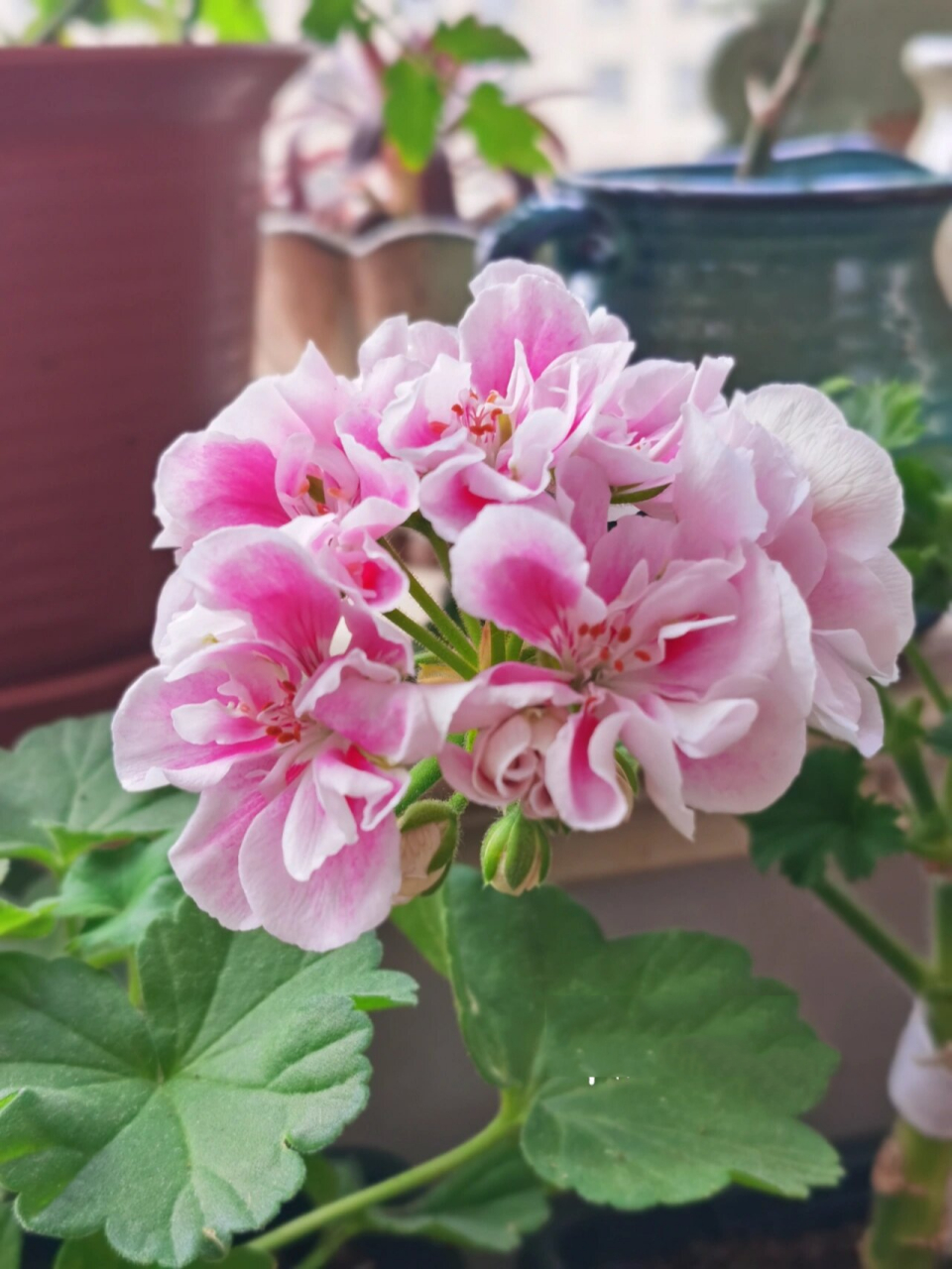 直立天竺葵～雪糕