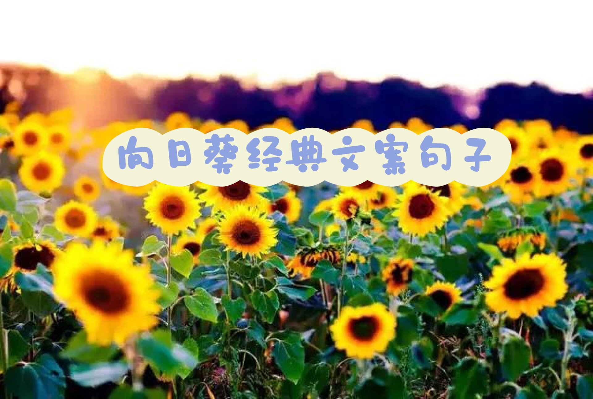 向日葵经典句子,97向日葵的简短唯美文案