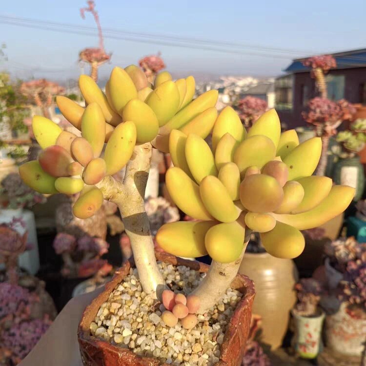 第73期94芒果美人93每天认识一种多肉