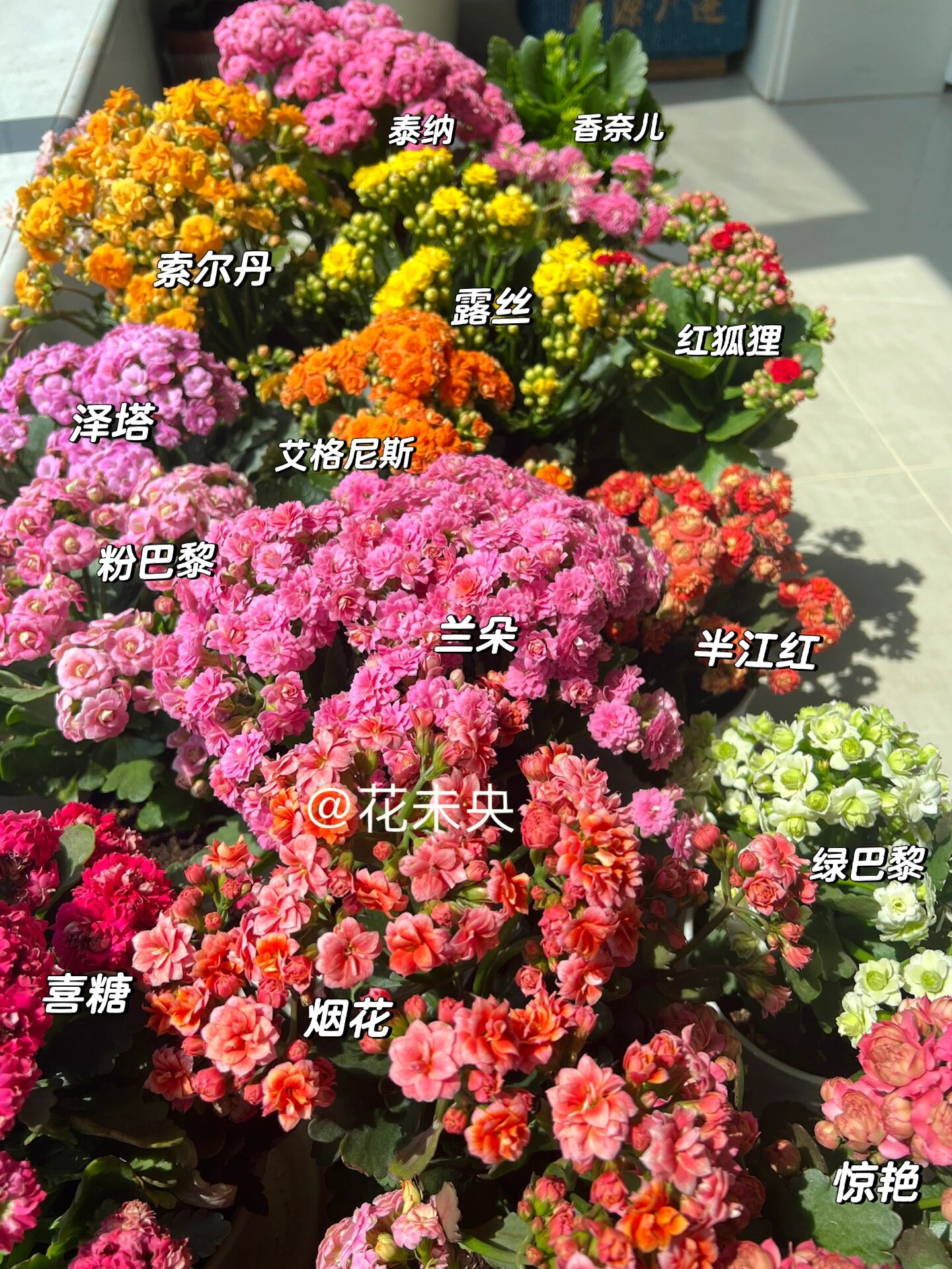长寿花品种大合集,进来看看有你喜欢的吗!