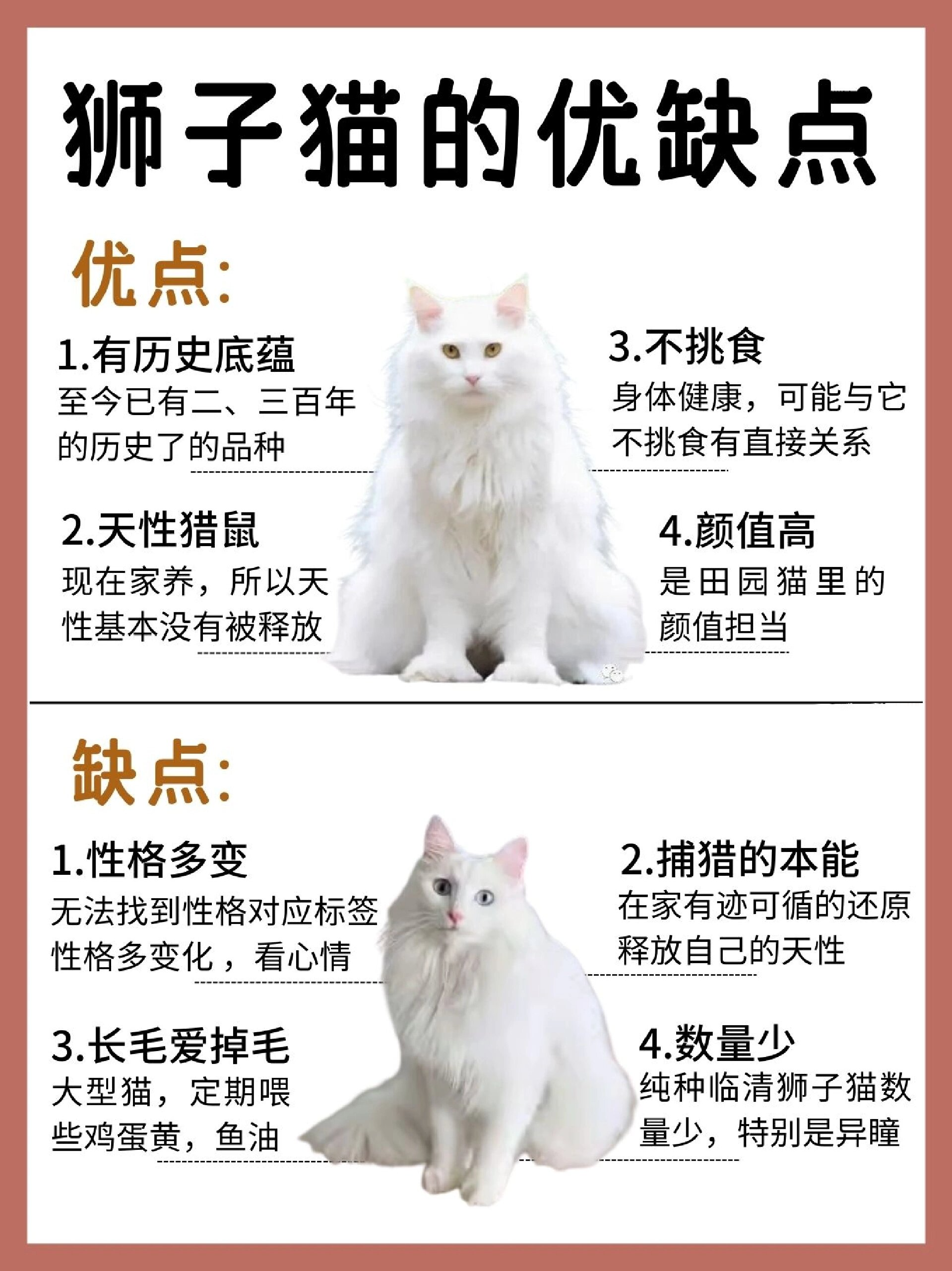 狮子猫价格 市场价图片