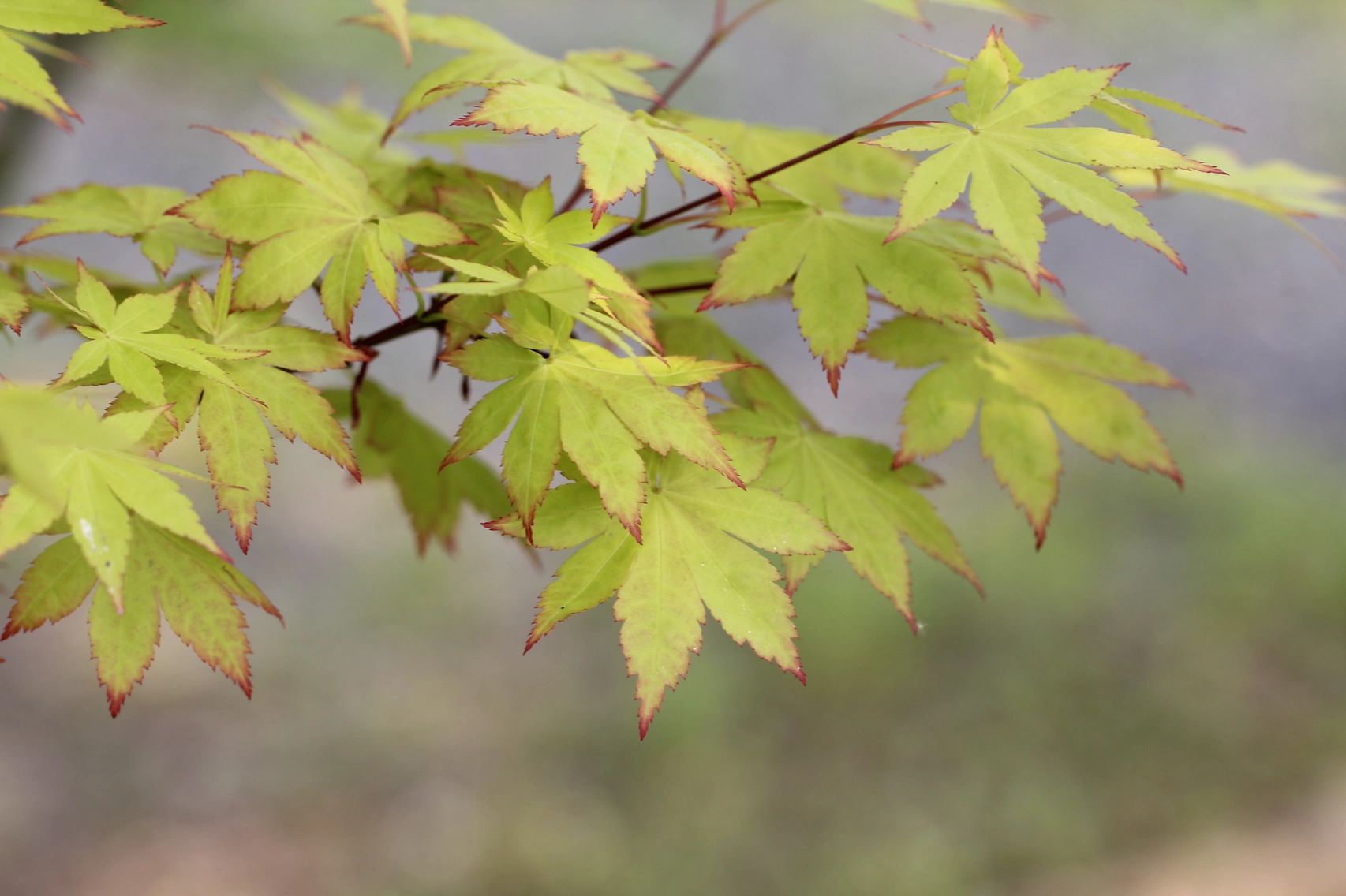 夏金-皮实不娇气的金叶枫树 鳗园的枫树夏金 acer palmatum summer
