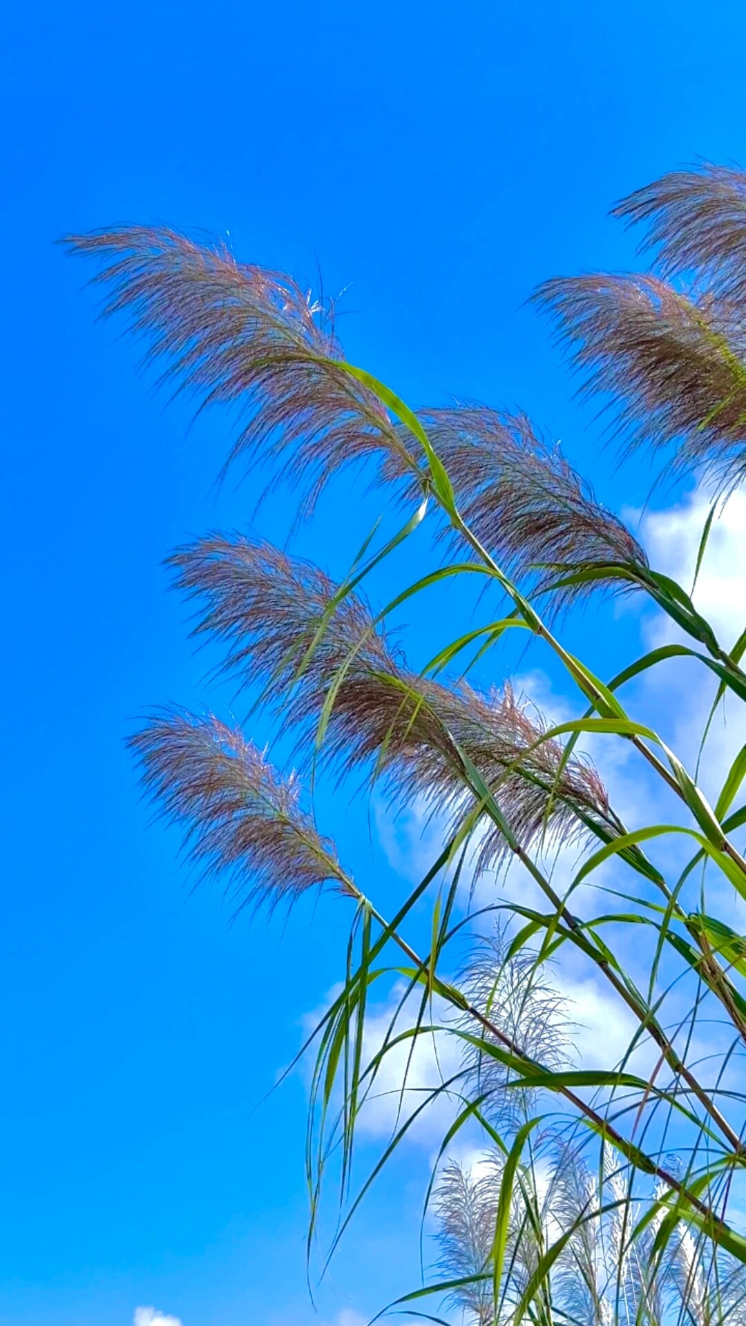 芦苇春夏秋冬的样子图片