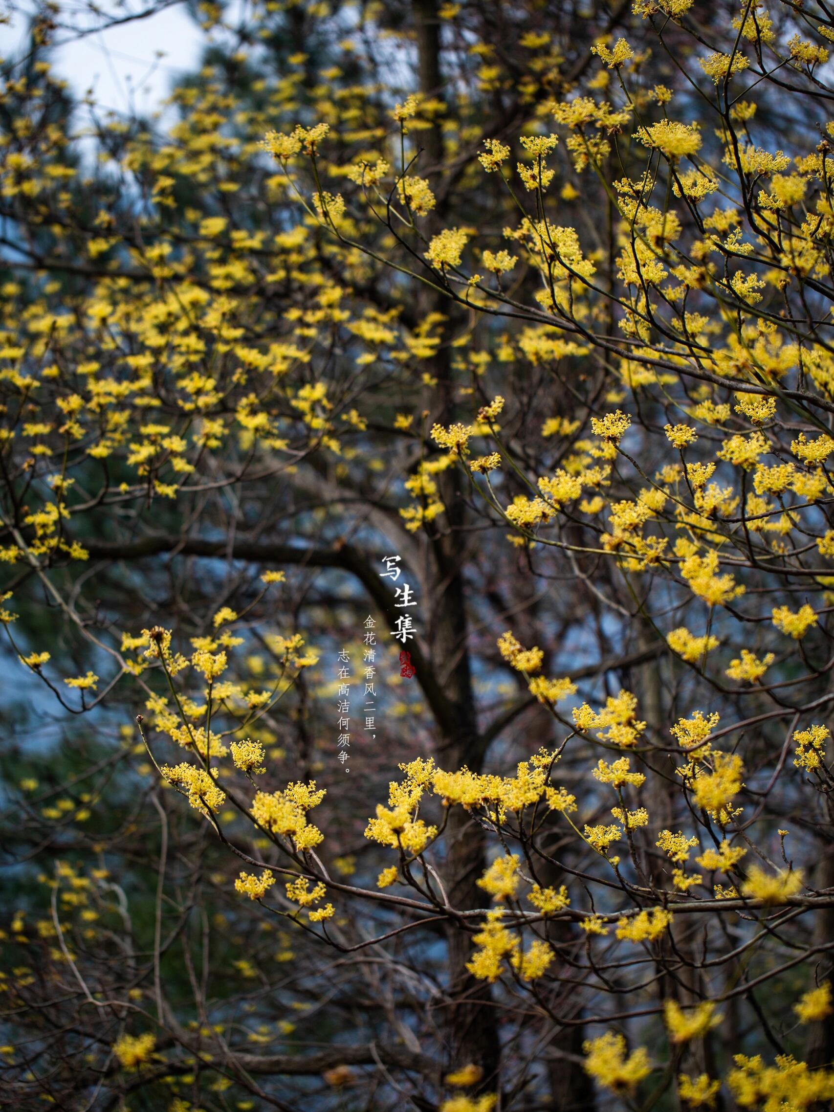 檫木花|sassafras tzumu