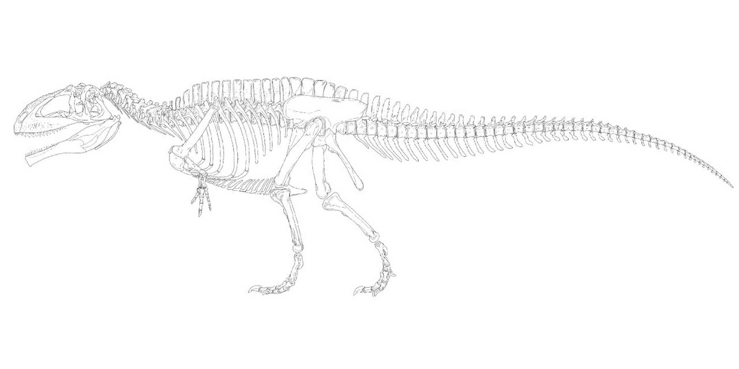 今天画只卡洛琳南方巨兽龙的骨骼图 #恐龙# #南方巨兽龙# #古生物化石