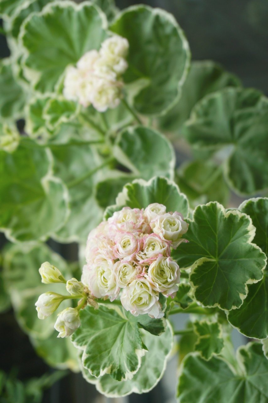 那些没挺过夏天的天竺葵之银边苹果碗 属于直立天竺葵里的碗类天竺葵