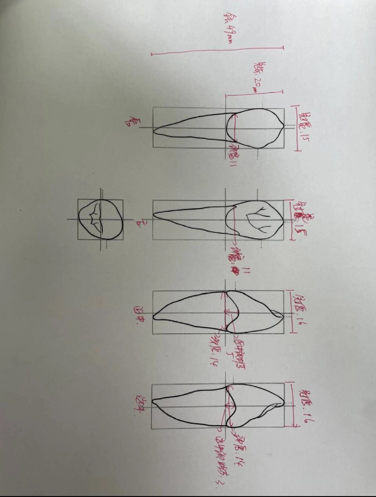 右上颌中切牙画图步骤图片