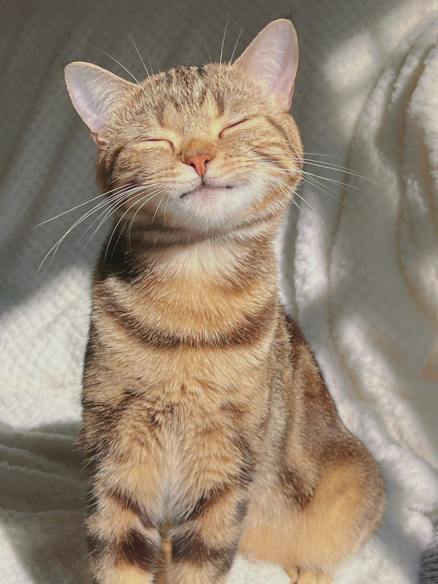 小拽猫的2022年9张图.还记得哪张认识财财的