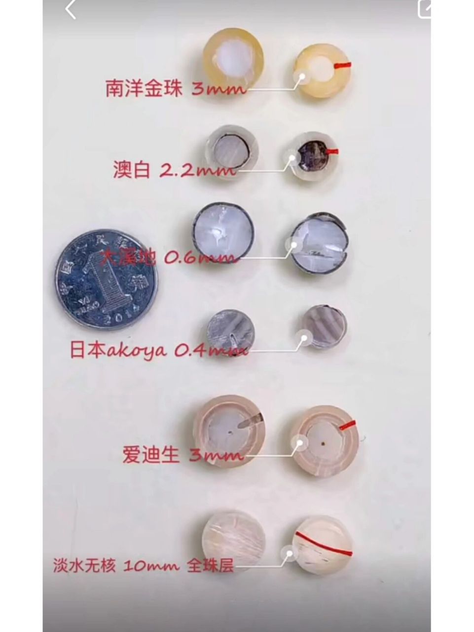 不同品种珍珠切开后珠层分层图,收藏起来.