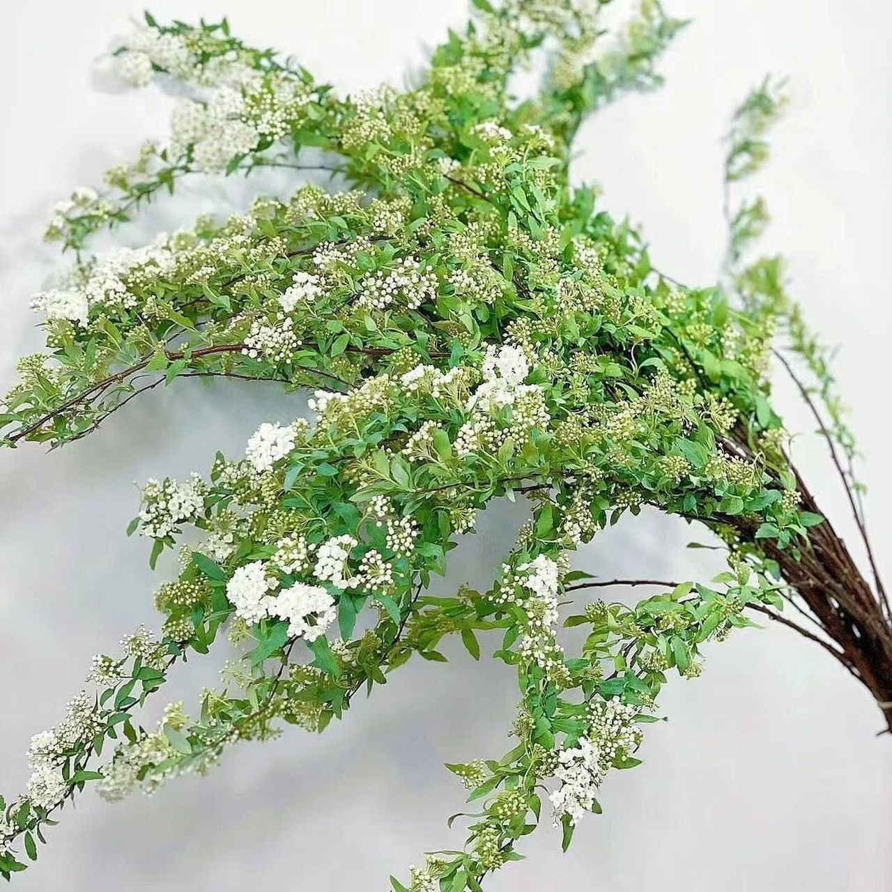 spiraea cantoniensis lour|麻叶绣线菊 别名:手球花,小手球,麻叶绣球