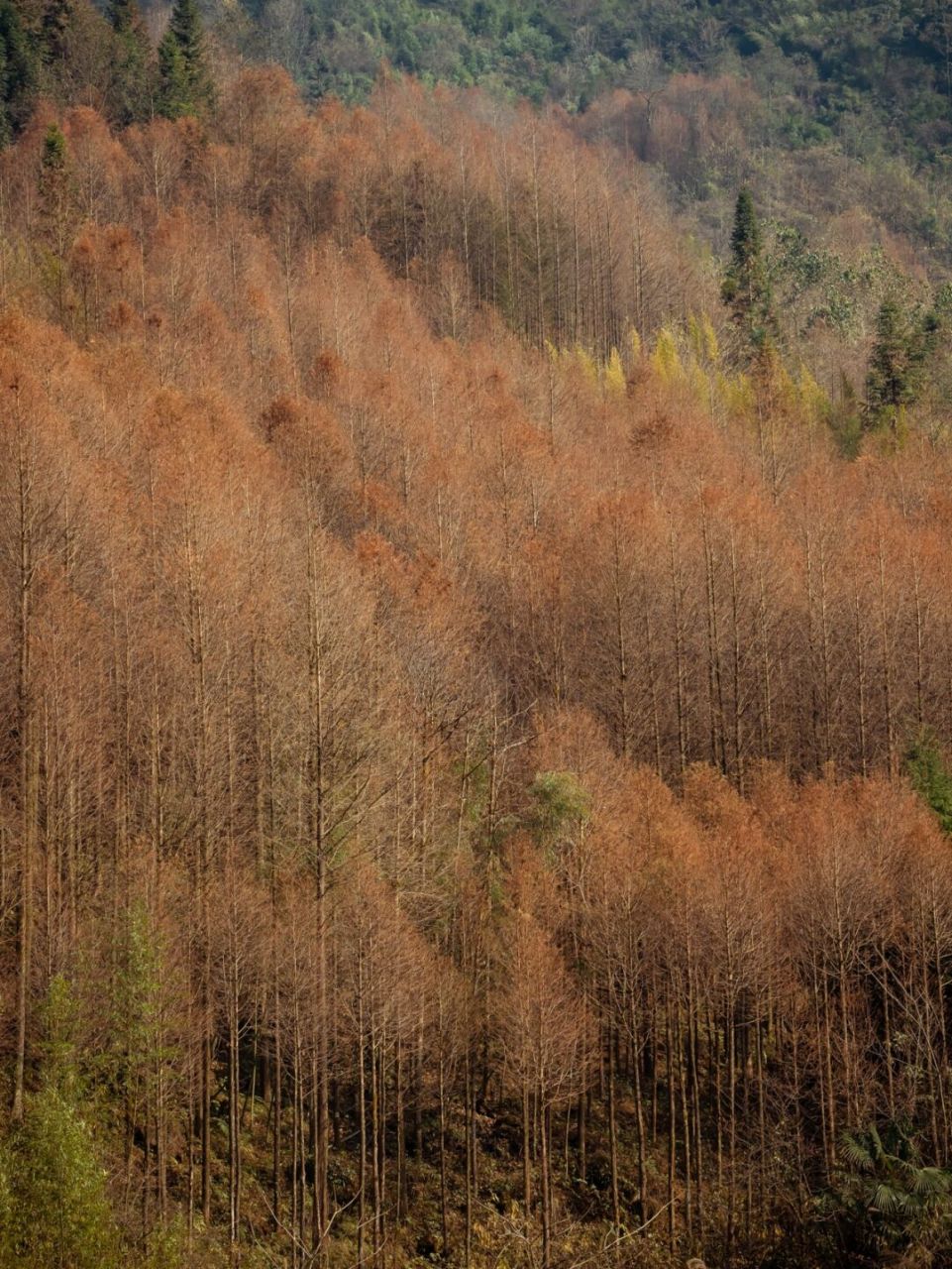 琉璃坝村坐落成都崇州鸡冠山脚下,是一个很安静得村落 这里海拔1600多
