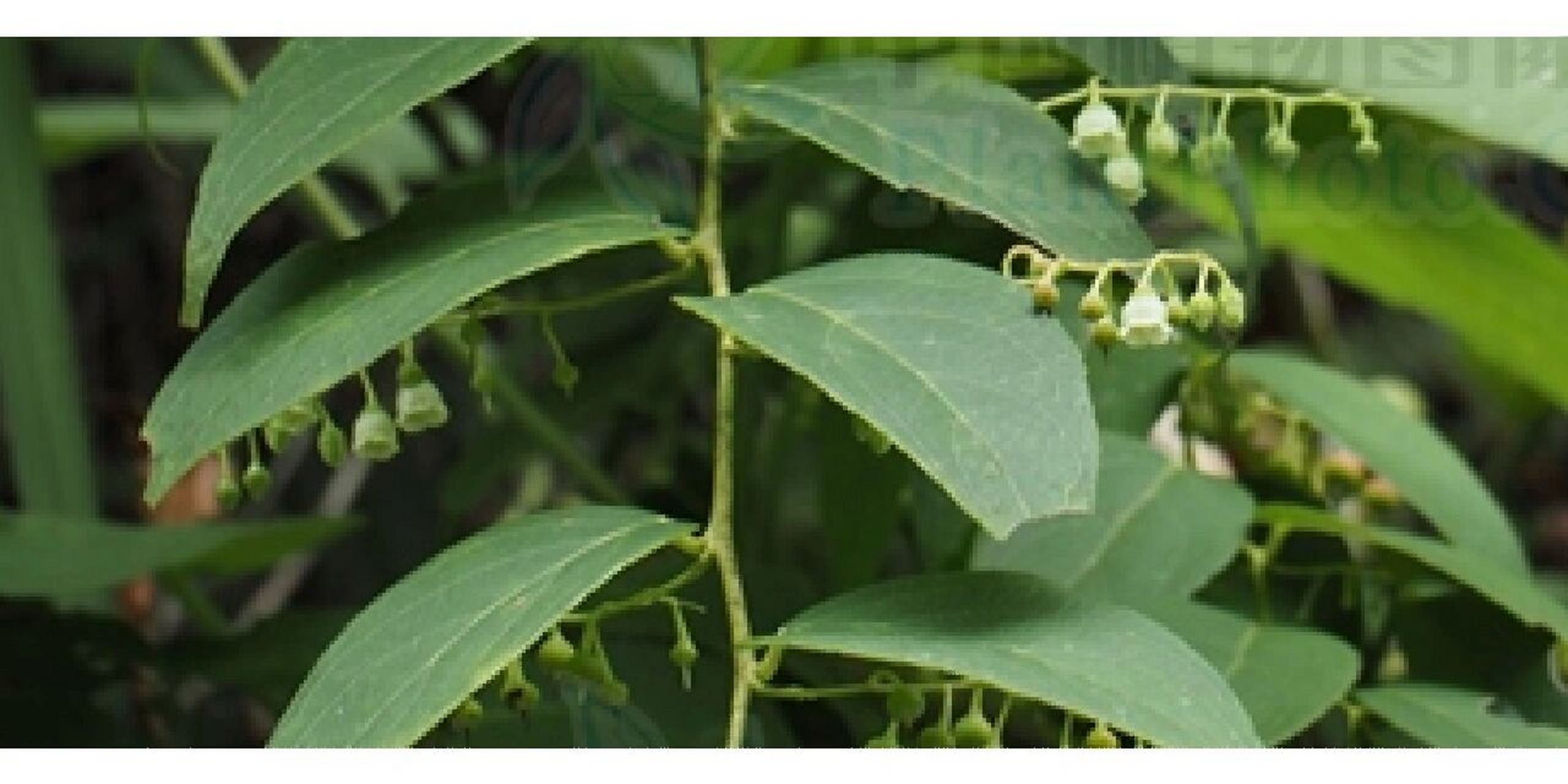 透骨香,满山香,小透骨草实物图 干净无杂质,贵州本土植物纯天然野生