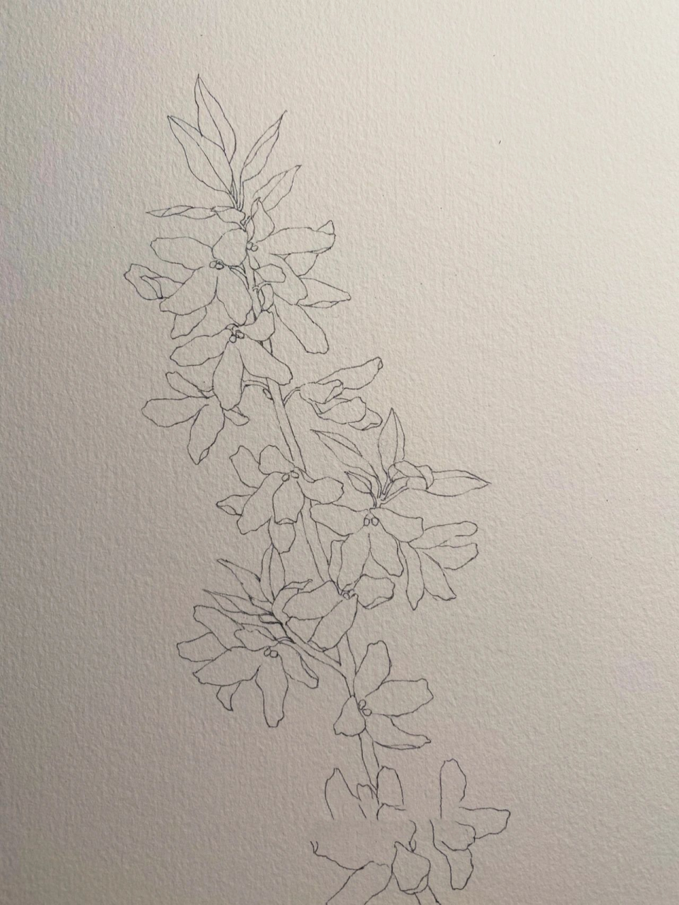 手绘花卉|连翘 踏青的时候 在公园里开得最明亮的花 以为是迎春花