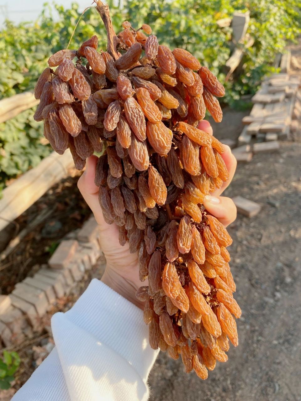 给大家看看新疆吐鲁番自然风干的葡萄干 我说这几串是我在路边捡的