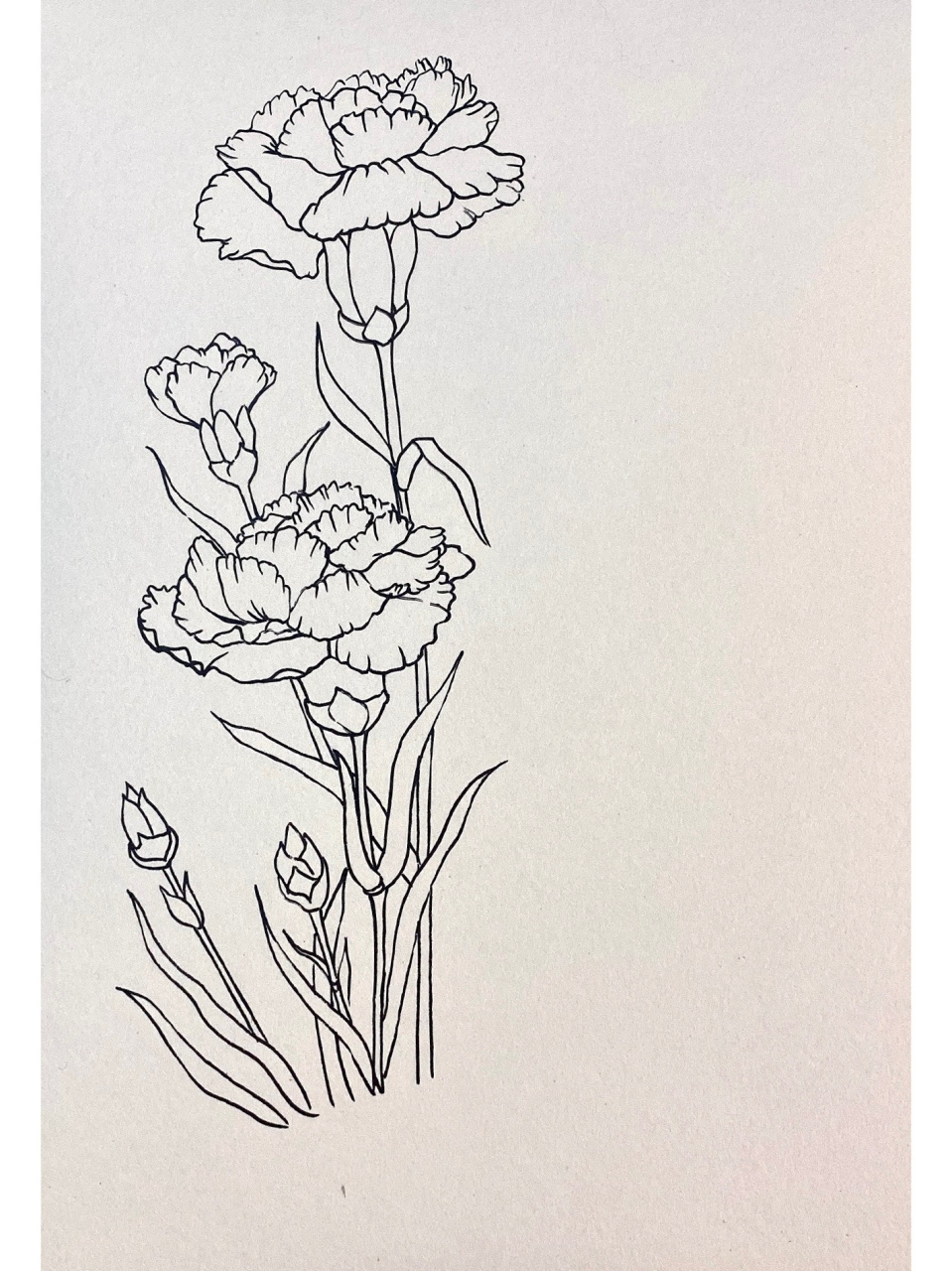康乃馨|画画练习【day43】附过程 花语 白色:纯洁的爱 送给母亲的花