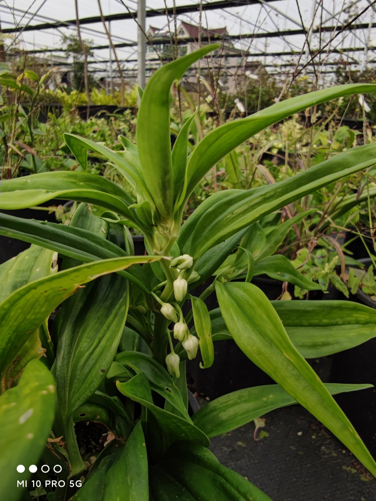 深裂竹根七,我爱的药草林地花园