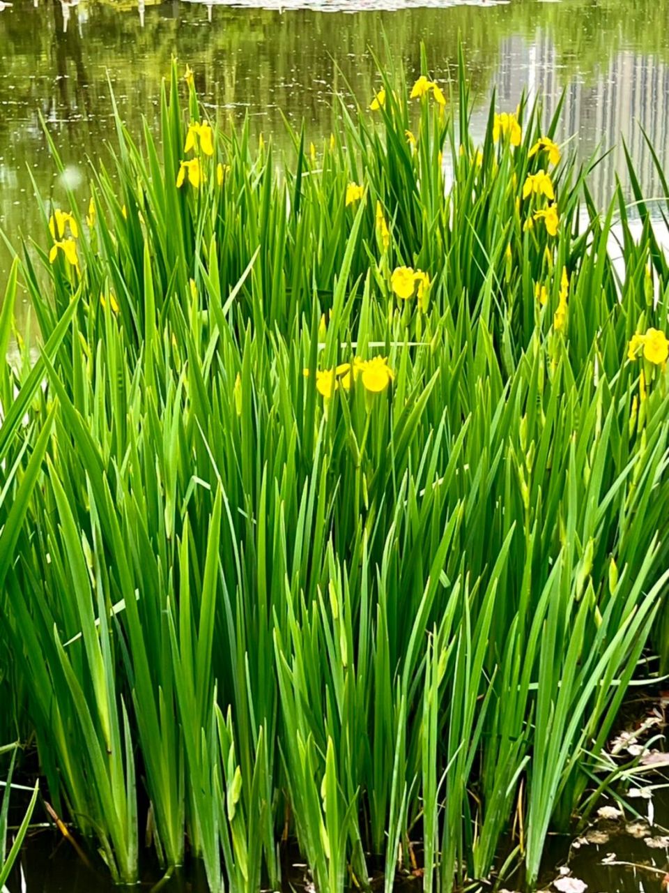 又是一年菖蒲花 咏黄菖蒲(其一) 	 水岸风来翠袖