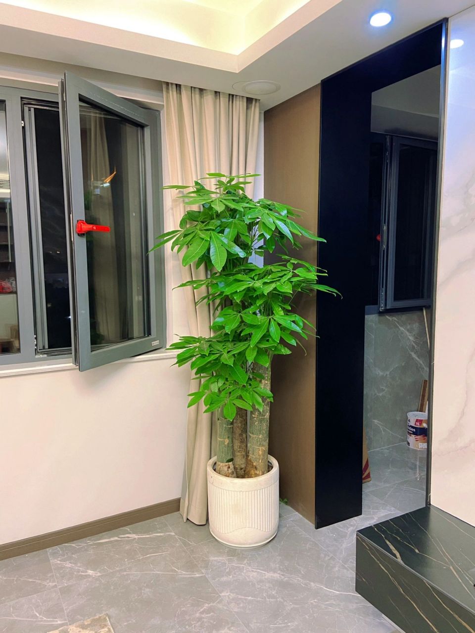 步步高植物长什么样子图片