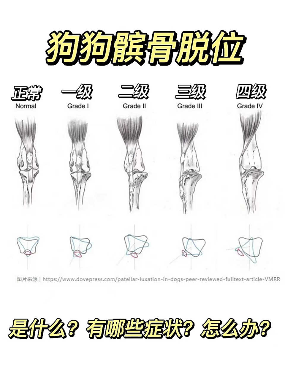 狗狗髌骨脱位是什么?有哪些症状?怎么办?
