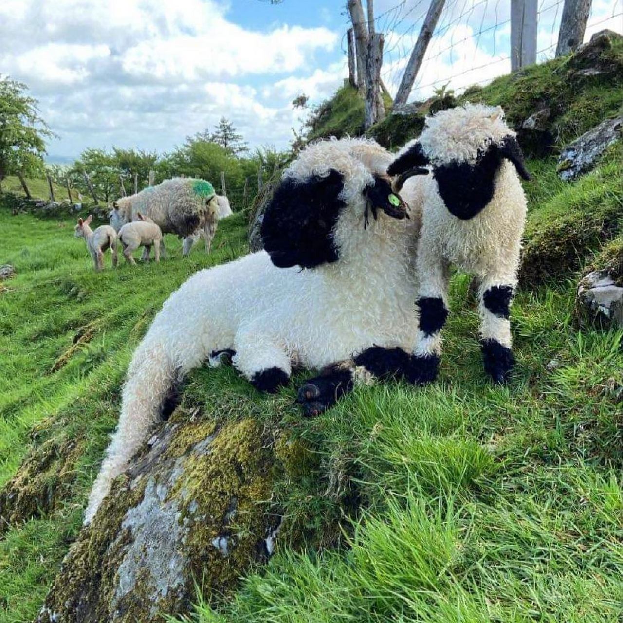 苏格兰黑脸羊就是一种凑近了也分辨不清五官怎么长的小羊