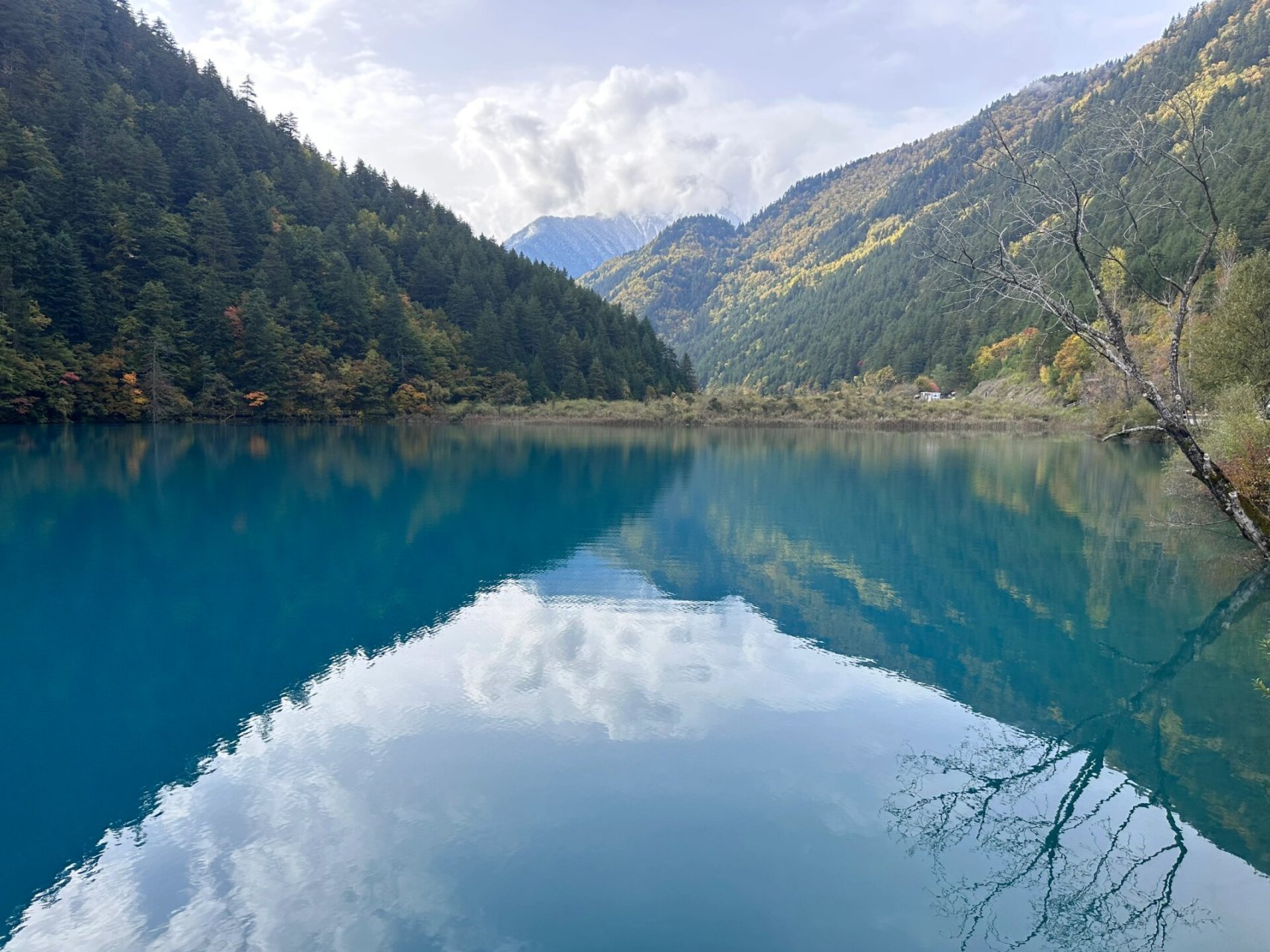 九寨沟之旅第一站 - 箭竹海 箭竹海湖畔箭竹葱笼,杉木挺立;水中山峦