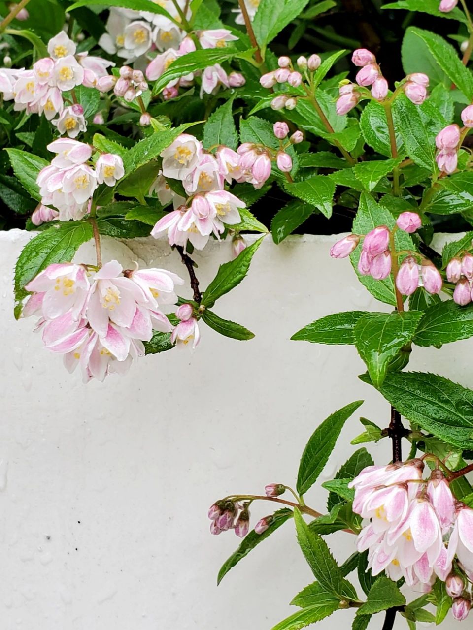 雪樱花——花池边垂吊的小小花瀑布 溲疏雪樱花,雪绒花都是偏小型的