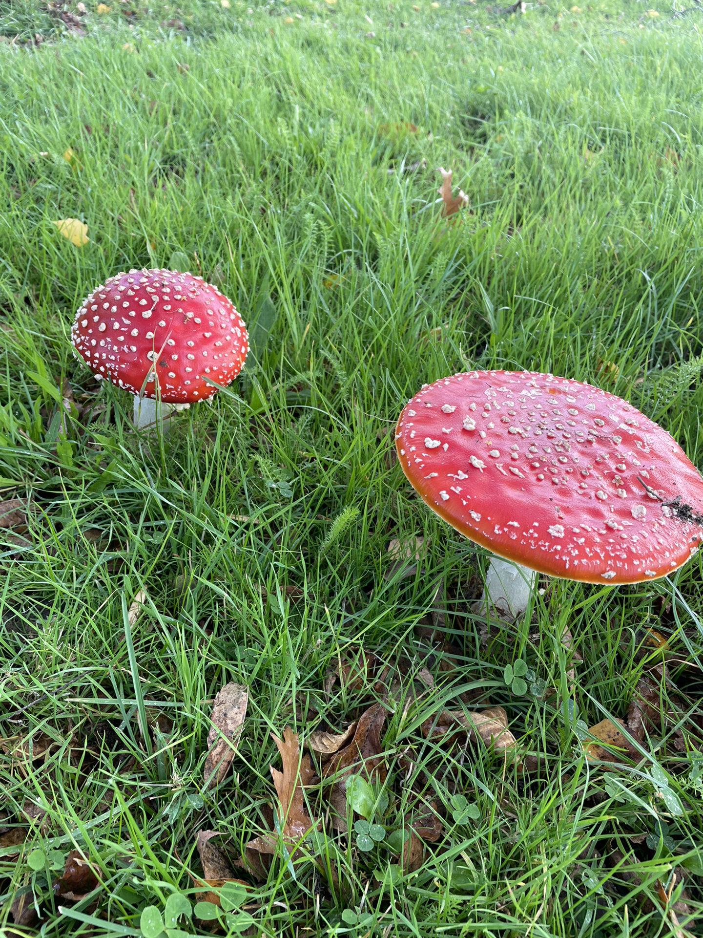 最具童话色彩毒蘑菇—毒蝇鹅膏菌