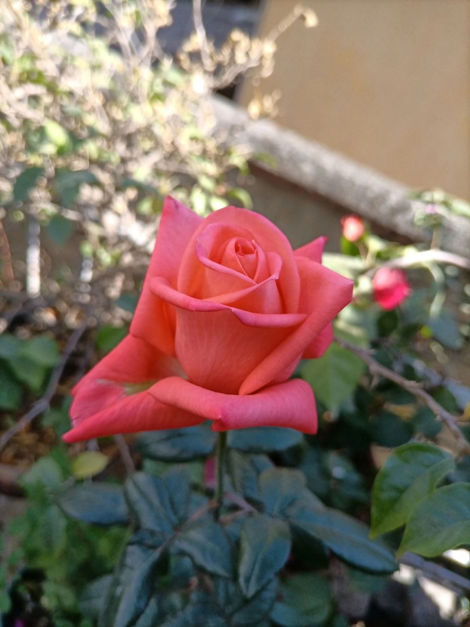 开得最标准的一次,影星月季 冬天里独自开放的一朵影星