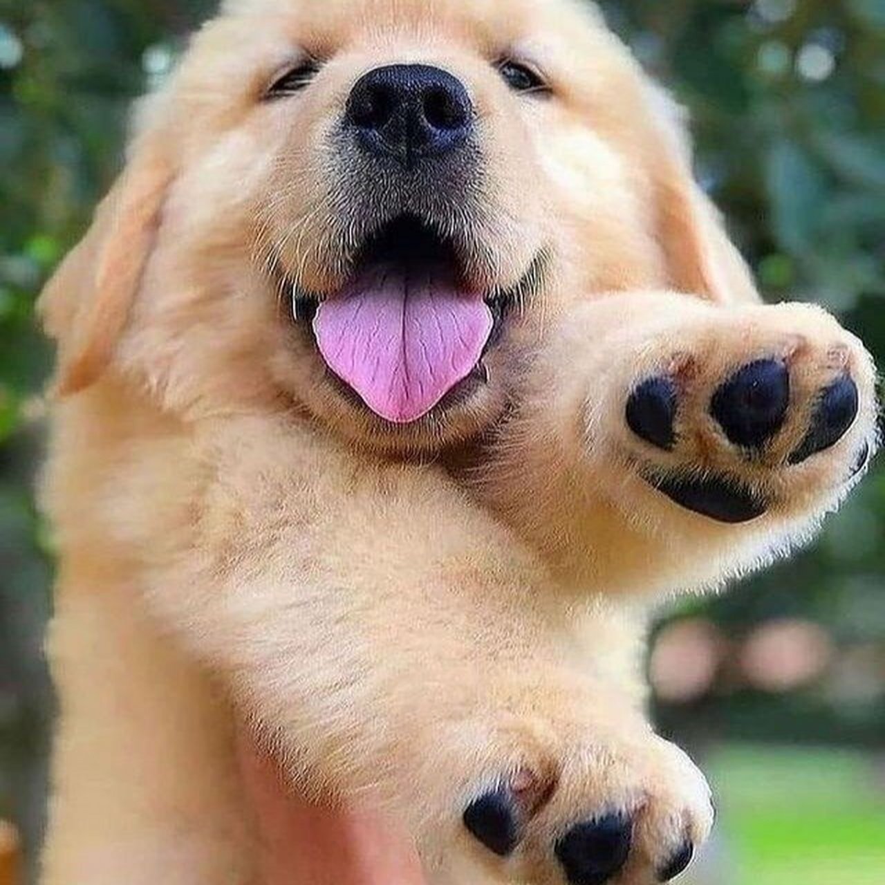 大暖男小金毛 | 头像分享