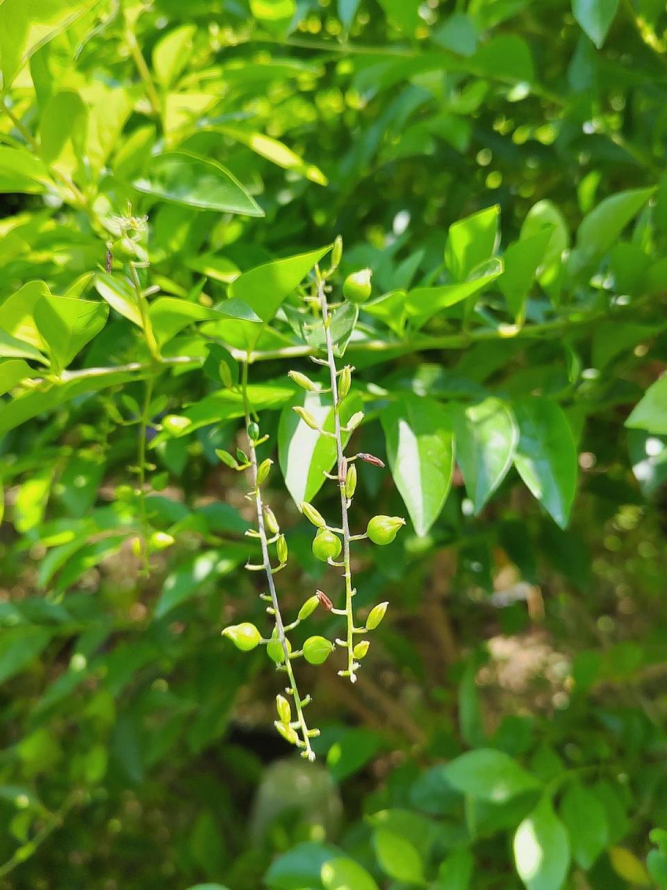 假连翘(蕾丝金露花,巧克力花) 马鞭草科假连翘属 7915*植物趣名
