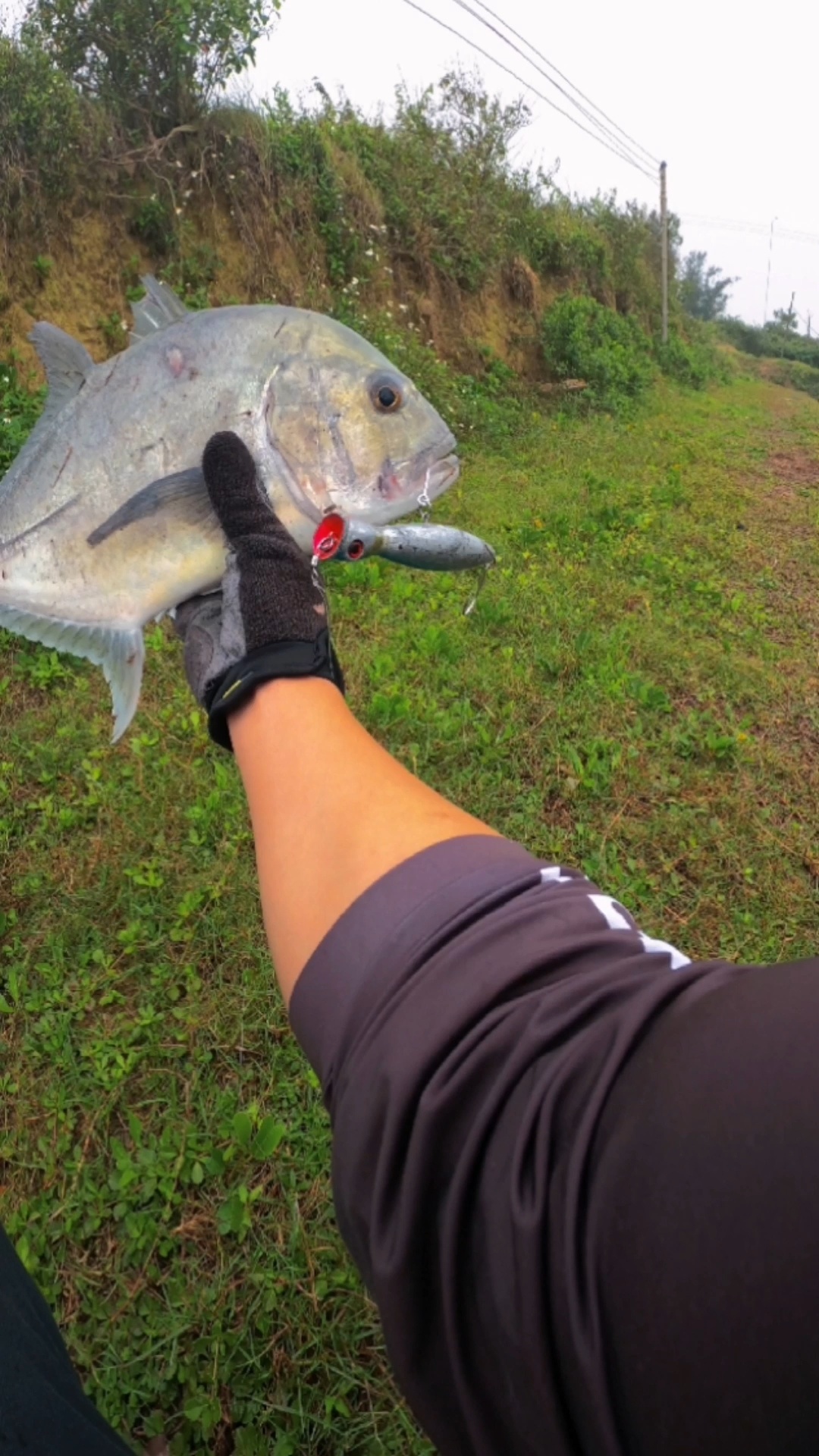 水面系路亚gt(牛港鲹),一种会叫的鱼