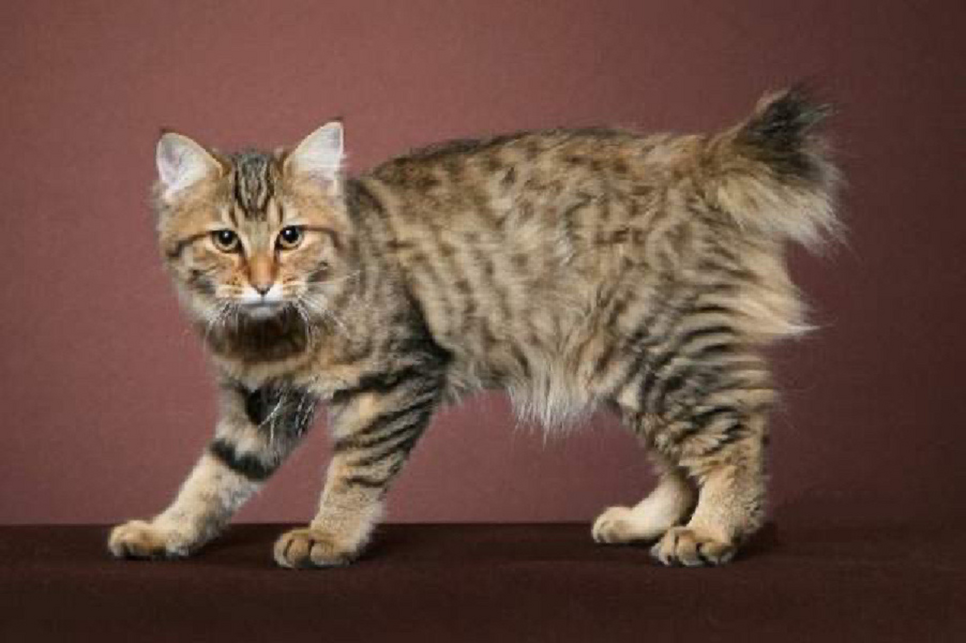 5 kg 性格特点 北美短尾猫十分聪颖,热爱交流