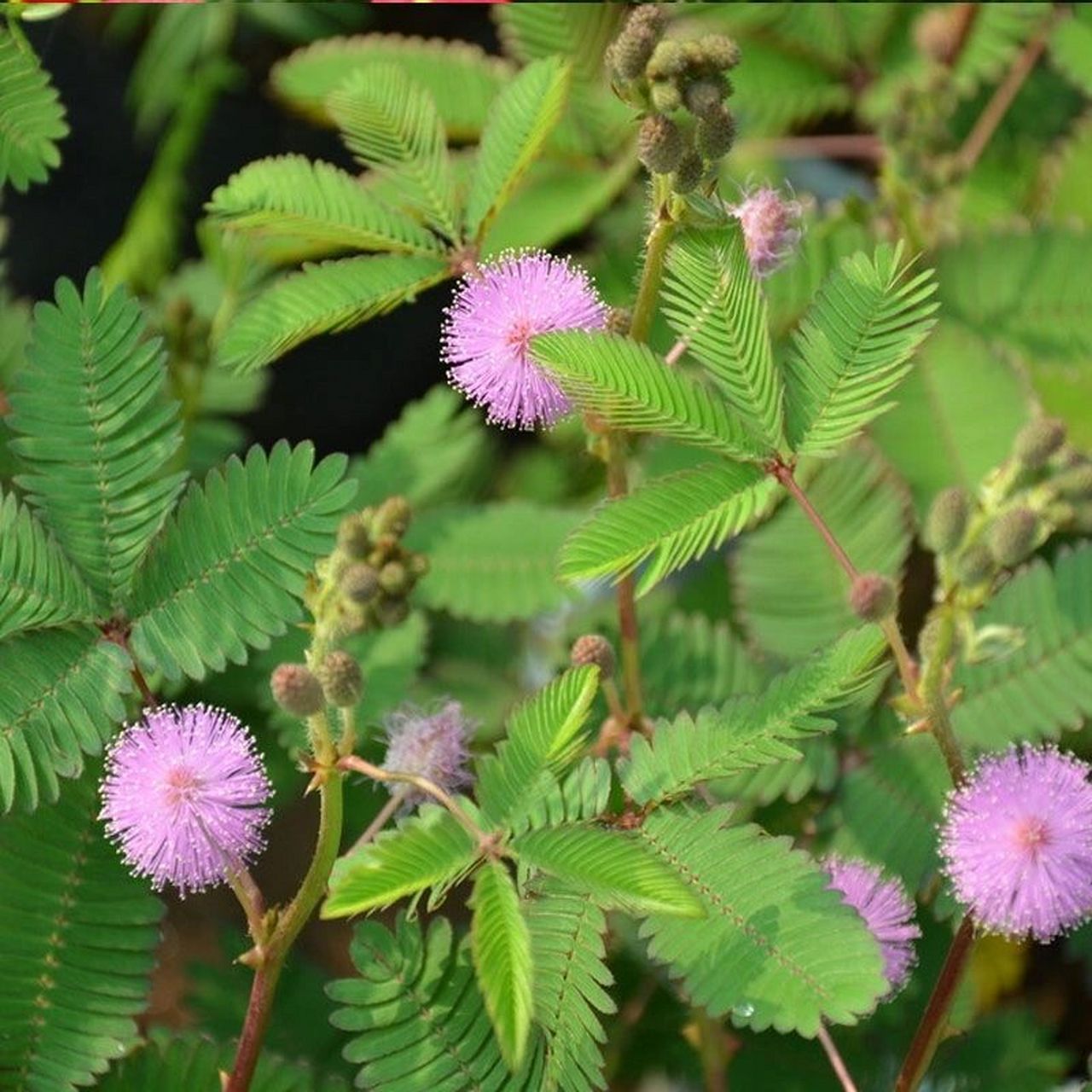 99每天认识一款植物——含羞草 97(1)学名:mimosa pudica.