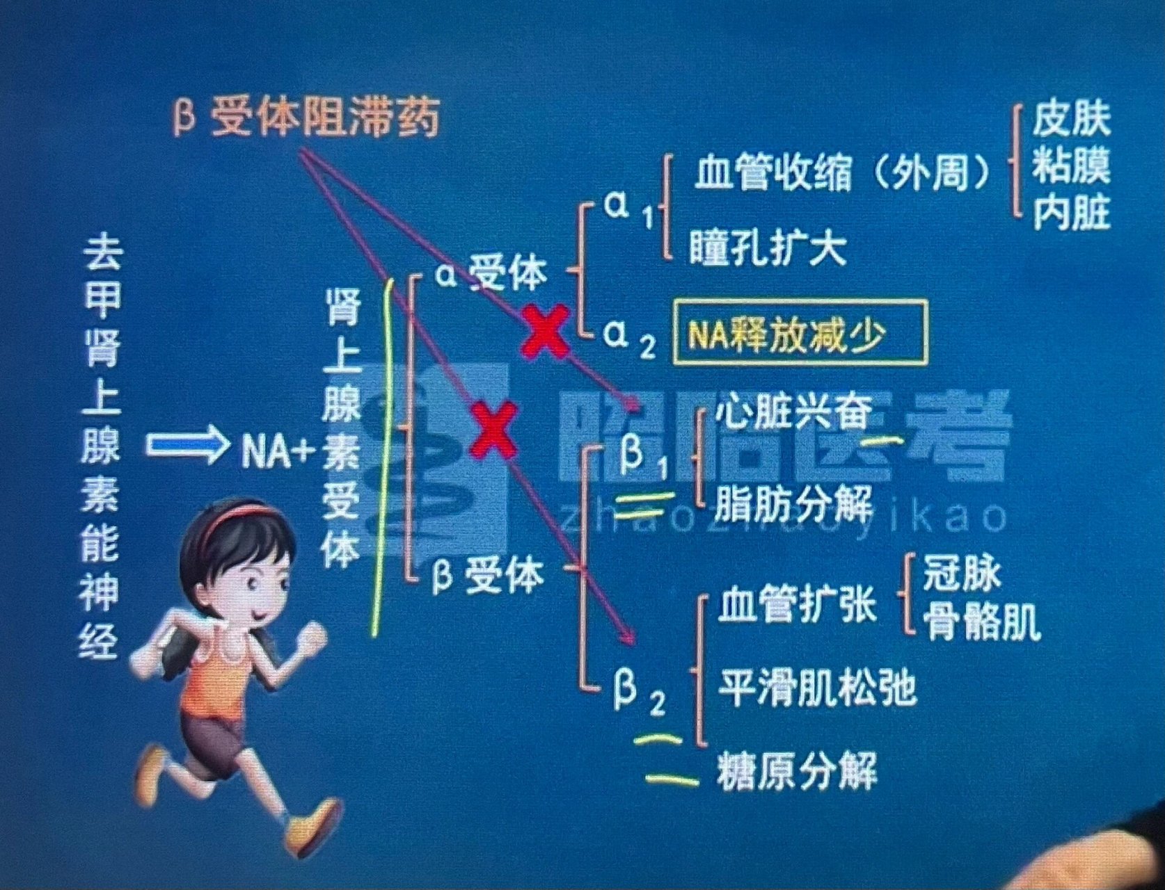 去甲肾上腺素的作用图片