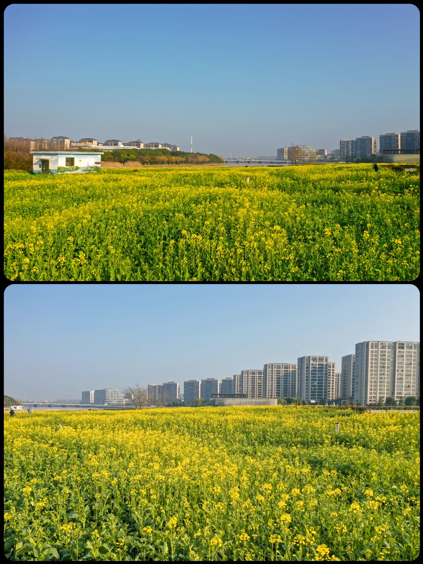 市区里这片油菜花算得上面积大